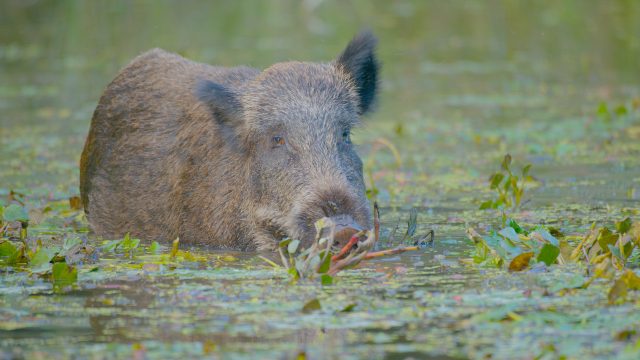 Evropská Amazonie: Mokřady