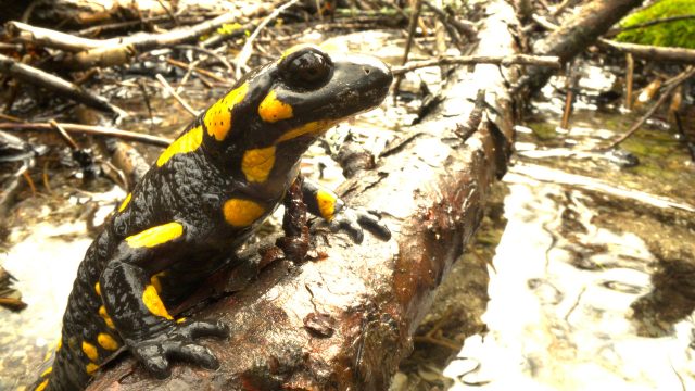 Evropská Amazonie: Dlouhá cesta