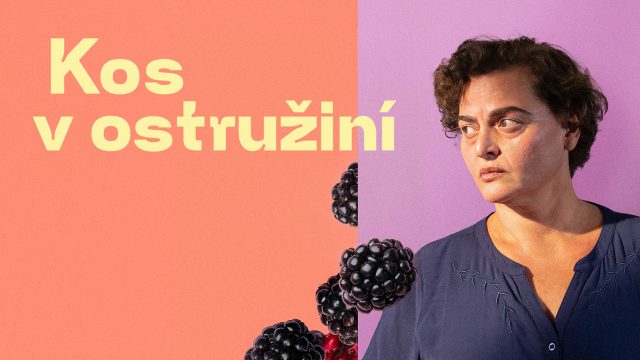 Kos v ostružiní, Blackbird Blackbird Blackberry, Kino Art