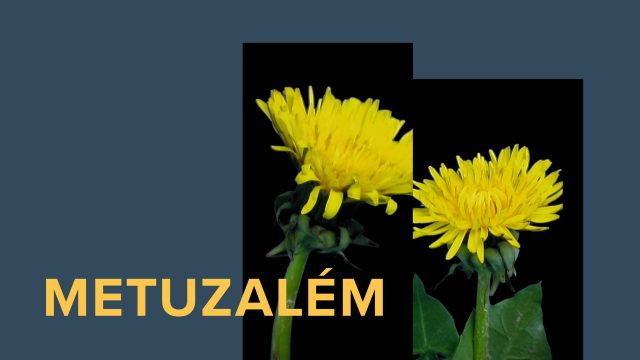 Metuzalém, Cévy a srdce