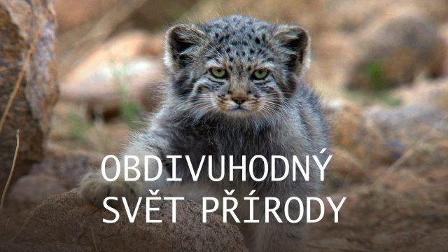 Království divočiny: Tany