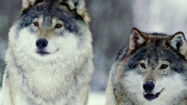 Znovuzrozená divočina Skalnatých hor: Od Yellowstonu k Yukonu, Smlouva s vlky